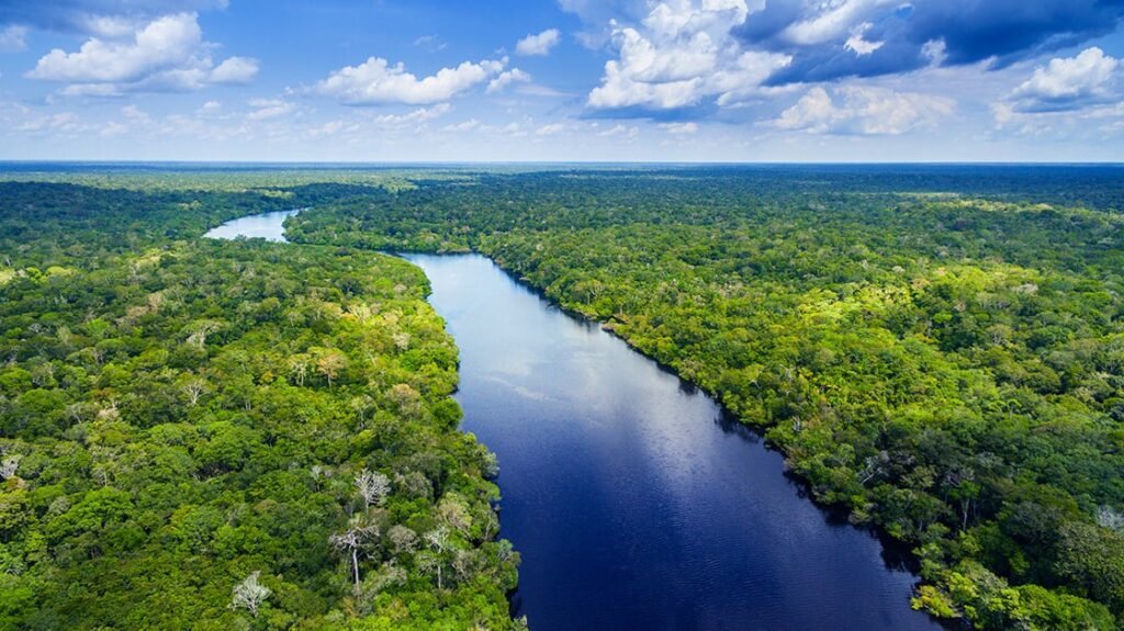 rainforest in Brazil