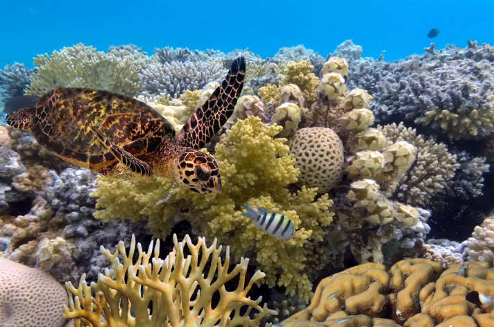 The Great Barrier Reef, Australia