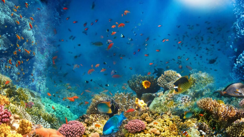 The Largest Coral Reef Ecosystem