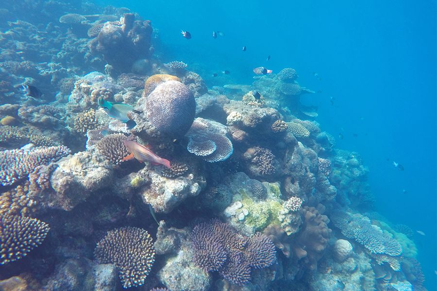 Admiring the Great Barrier Reef