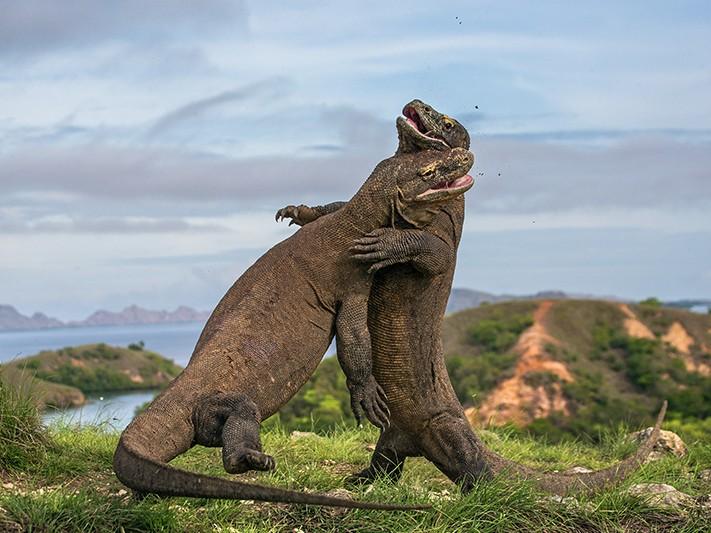 Komodo Island, Indonesia