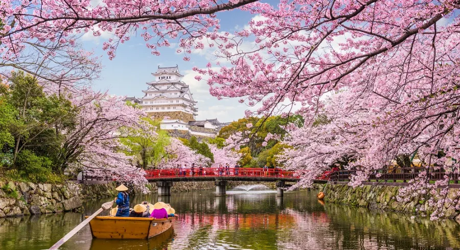 Experience the beauty of Japan's cherry blossom season in spring