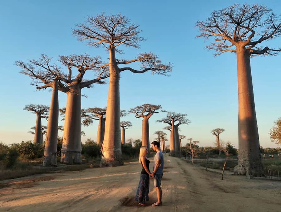 Avenue of the Baobabs, Madagascar