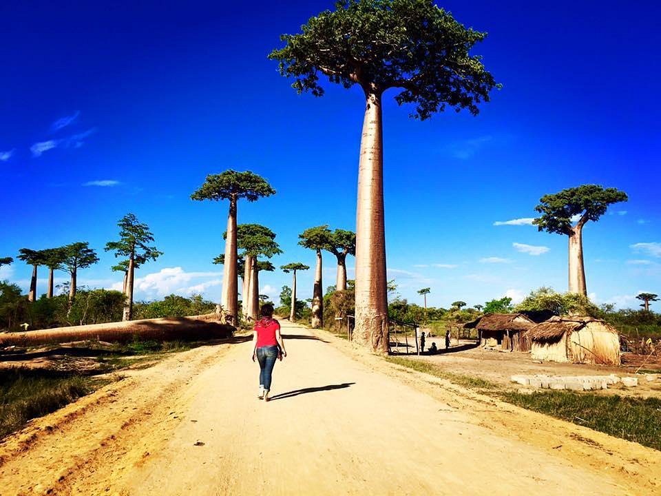 The Avenue of the Baobabs, Madagascar