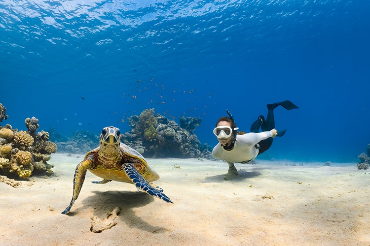 Snorkel with Sea Turtles