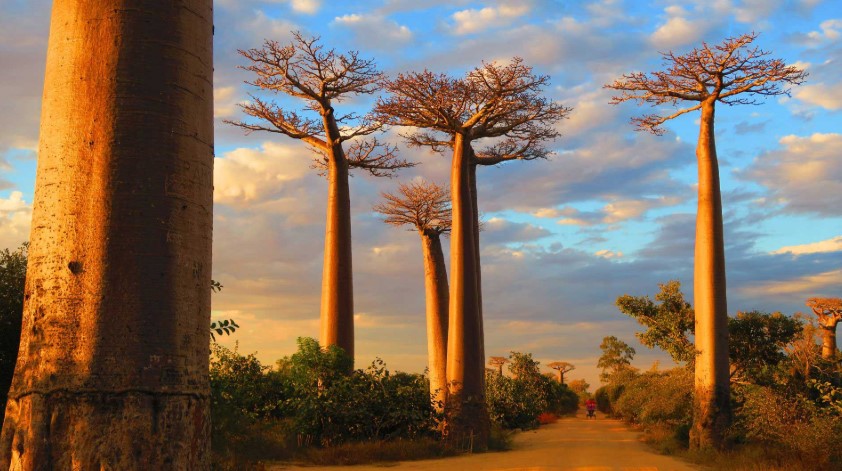 Madagascar