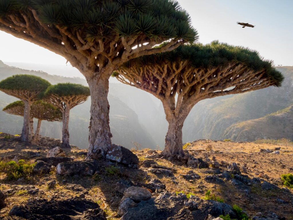 Socotra Island, Yemen