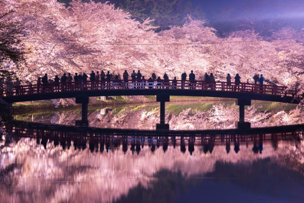 herry blossom season in Japan