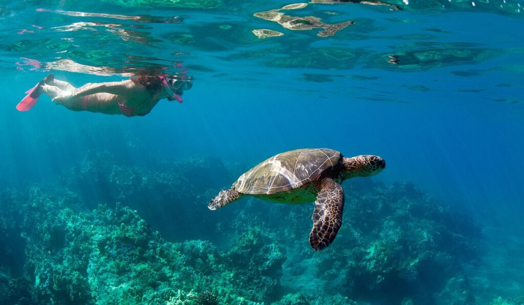 What are some breathtaking views to see while snorkeling in the US?