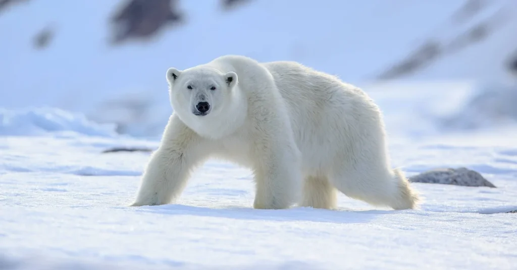 What Wildlife Can You Expect to Encounter in the Arctic?