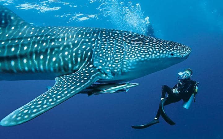 Cebu: Diving with Whale Sharks in Oslob