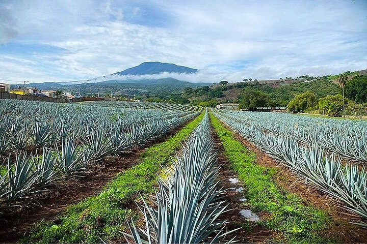 Activities for a Day Trip in Tequila