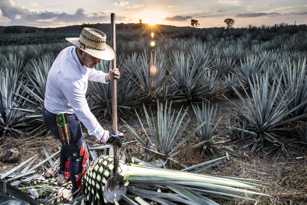 Day Trip from Guadalajara to Tequila