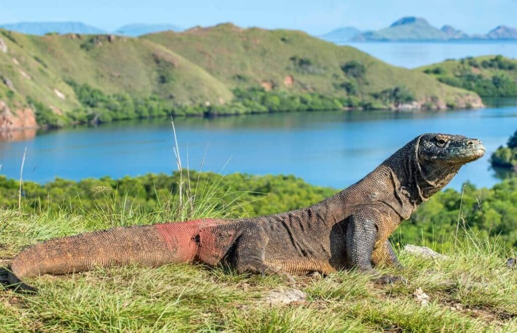 Conservation of Komodo Dragons