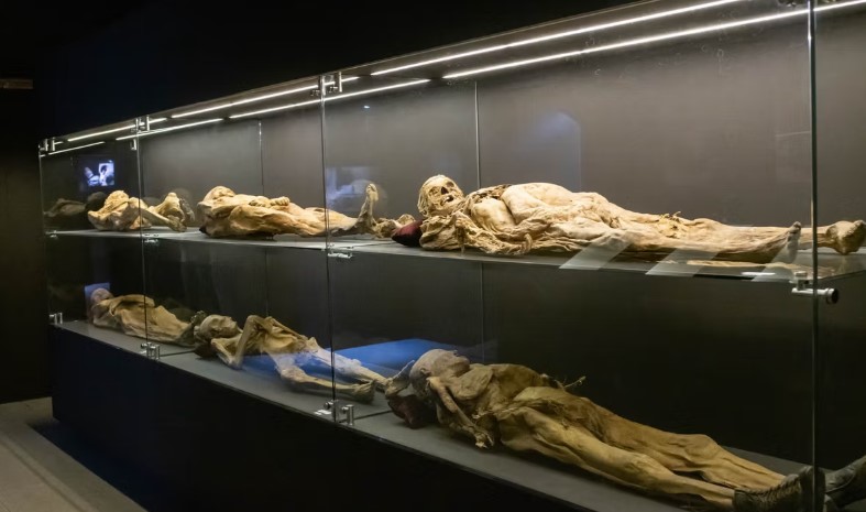 Mummy Museum Exhibits