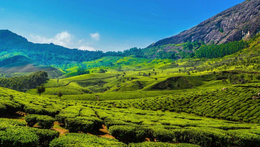 Must-See Attractions in Munnar