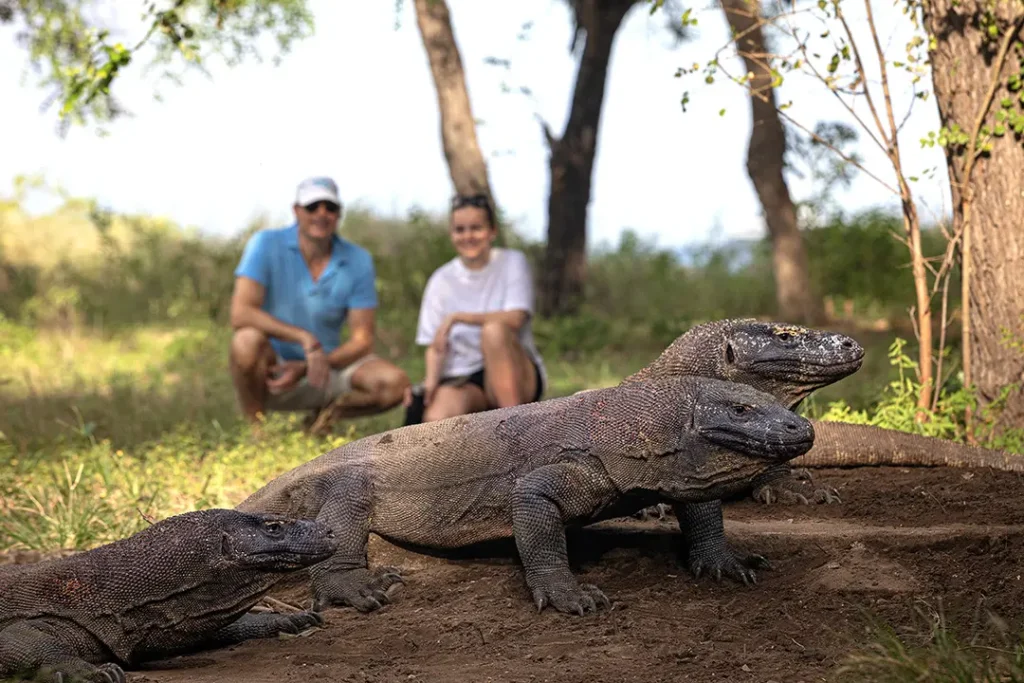 Observing Komodo Dragons