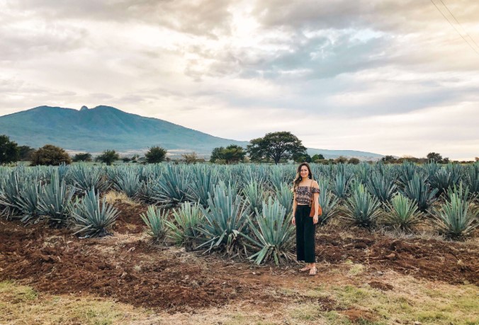 Top Tequila Distilleries to Visit Near Guadalajara