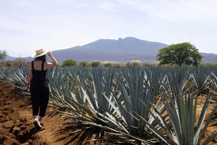 Best Ways to Organize a Day Trip from Guadalajara to Tequila