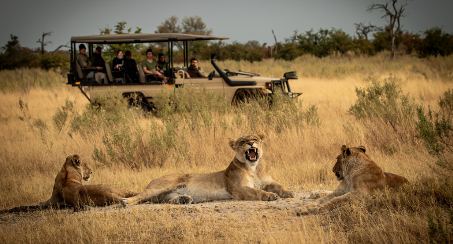 Embarking on a Safari Adventure