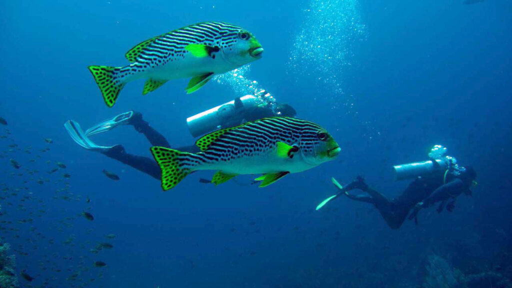 Snorkeling and Diving in the Waters around Komodo