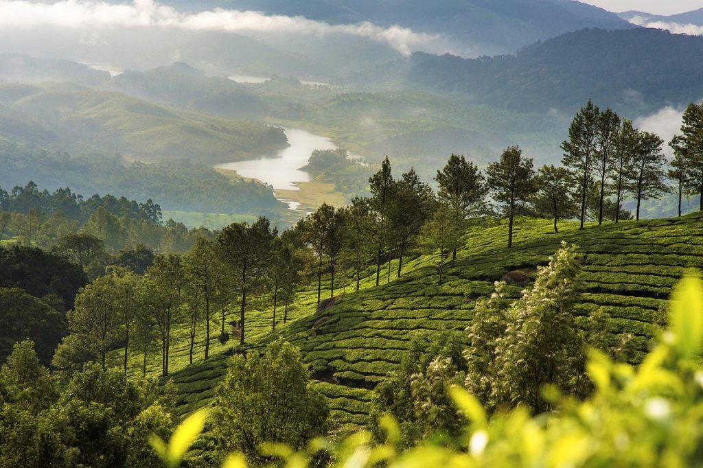 Places to Visit in Munnar