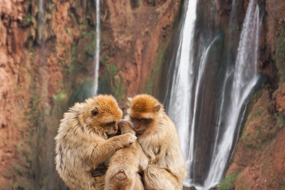 Meeting the resident monkeys at Ouzoud Waterfalls