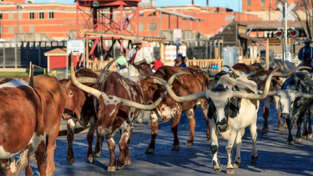 Texas Cowboy Culture