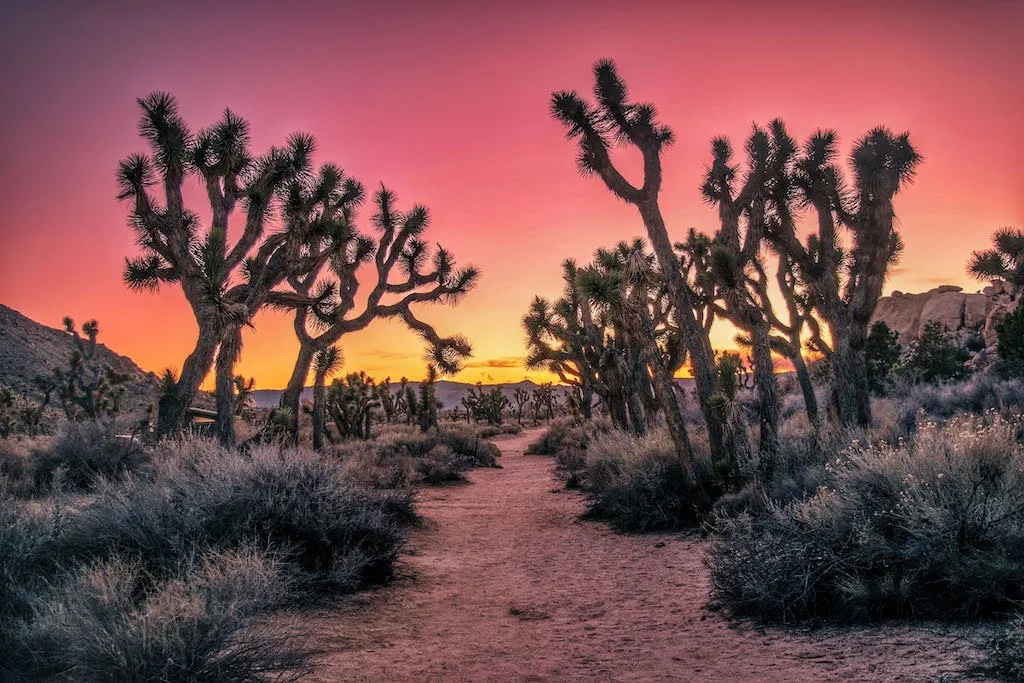 Joshua Tree National Park