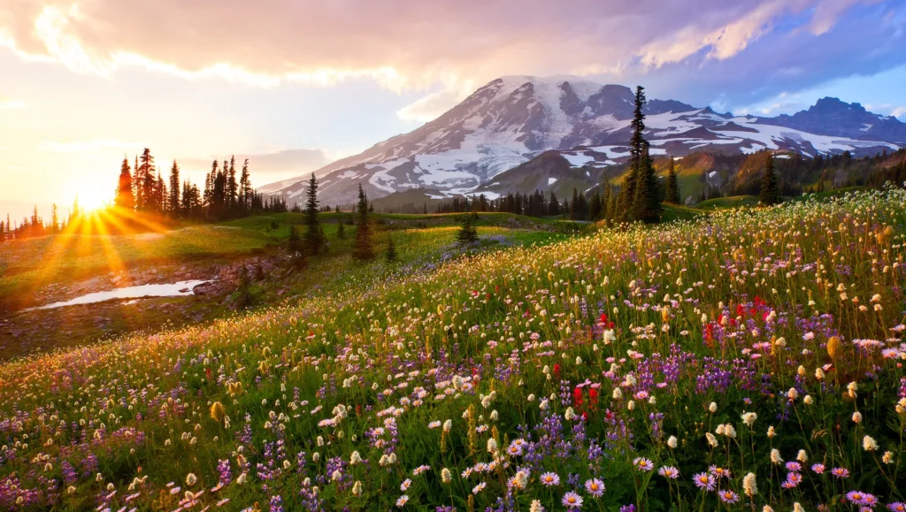 Mount Rainier National Park