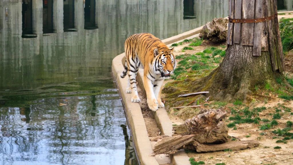 Visit National Zoo