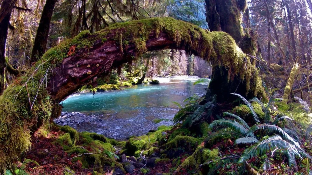 Olympic National Park