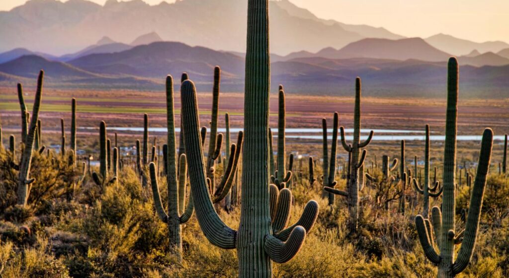 Saguaro National Park, Arizona